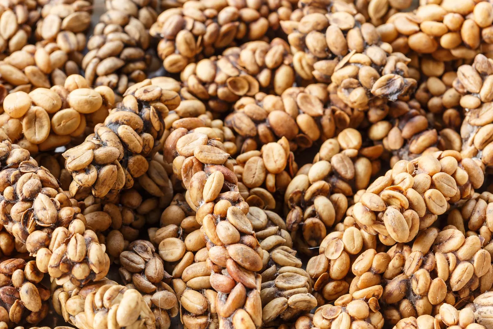 Cà phê Kopi Luwak nổi tiếng thế giới là một ví dụ điển hình về cà phê chế biến đặc biệt và có giá trị cao