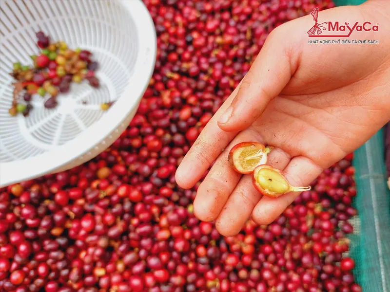 Cà phê mít, hay Liberica, nổi bật với khả năng chống chịu sâu bệnh và mang đến hương vị chua tự nhiên, là một phần của sự đa dạng sinh học cà phê.