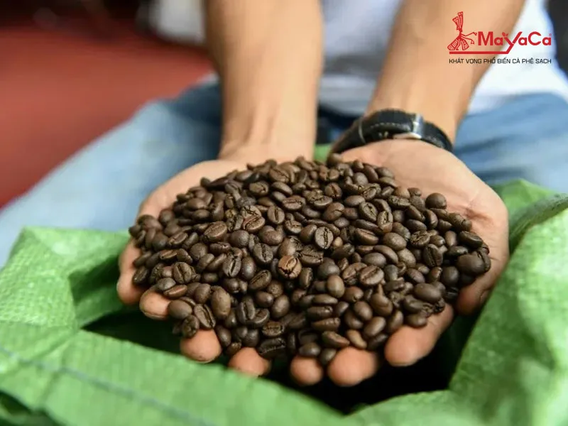 Cà phê Robusta và Arabica là hai giống chủ đạo, quyết định thị trường cà phê tại Việt Nam và mang lại những đặc tính hương vị riêng biệt.