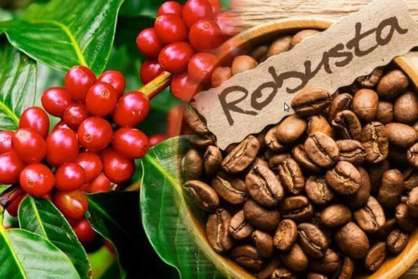 Cà phê Robusta