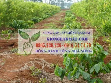 Các bước thực hiện cách làm bồn cà phê và kết hợp bón phân hữu cơ