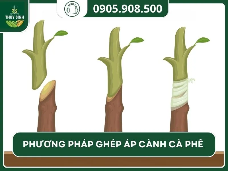 Các bước thực hiện chi tiết cho phương pháp ghép áp cành trên cây cà phê