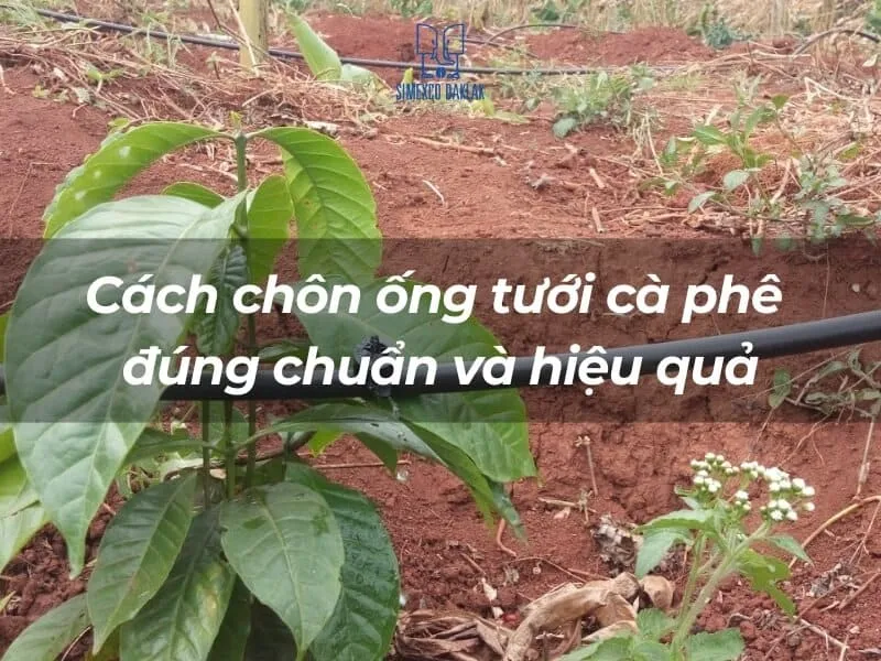 Cách chôn ống tưới cà phê giúp nâng cao năng suất và chất lượng sản phẩm