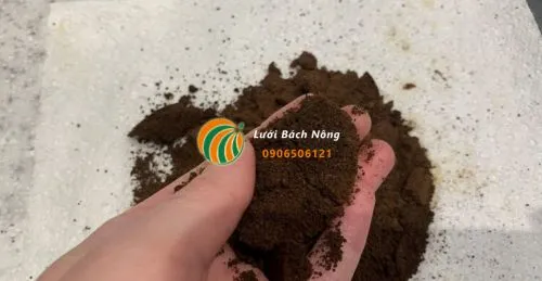 Cách sử dụng bã cà phê cho hoa hồng