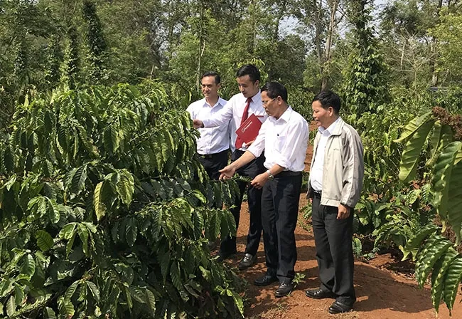 Cán bộ Ngân hàng NN-PTNT Bắc Đắk Lắk kiểm tra hiệu quả vườn cà phê tái canh