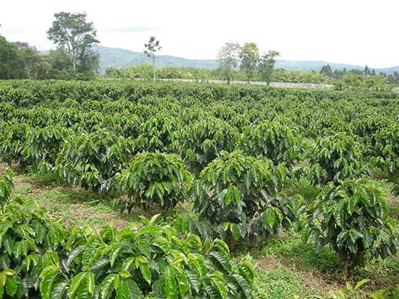 Cánh đồng cà phê Arabica được trồng trên đồi cao