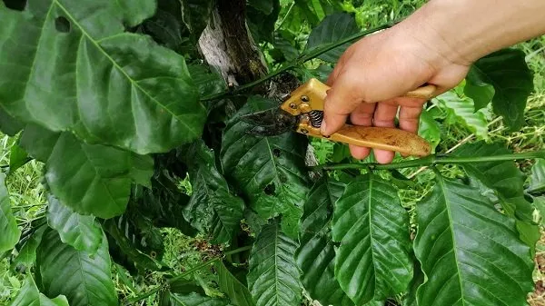 Cắt cành cà phê