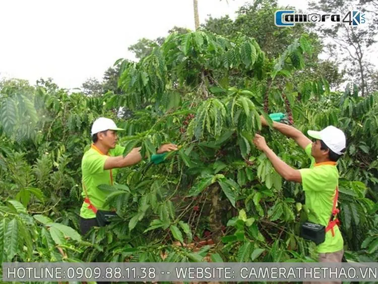 Cấu trúc và chi tiết kỹ thuật của máy hái cà phê BMC cầm tay