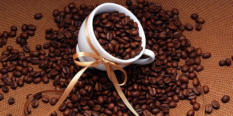 Cây cà phê Arabica với quả chín mọng, nguồn gốc lịch sử từ cao nguyên Ethiopia