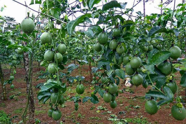 Cây cà phê đang được chăm sóc kỹ lưỡng