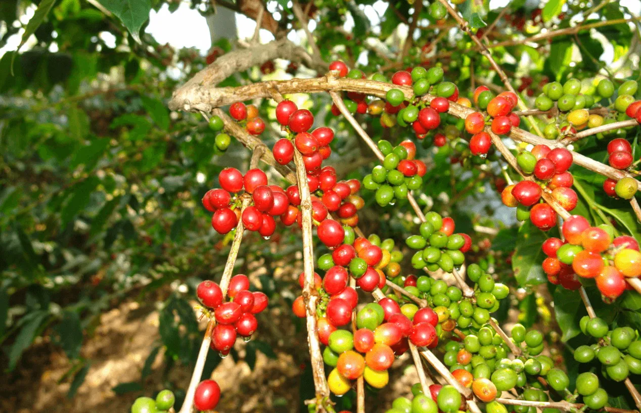Cây cà phê ghép đang phát triển khỏe mạnh, minh họa cho cách trồng cà phê ghép hiệu quả