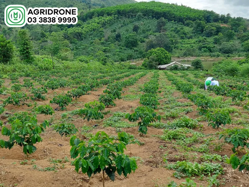 Cây cà phê mới trồng được tưới nước bằng hệ thống hiện đại