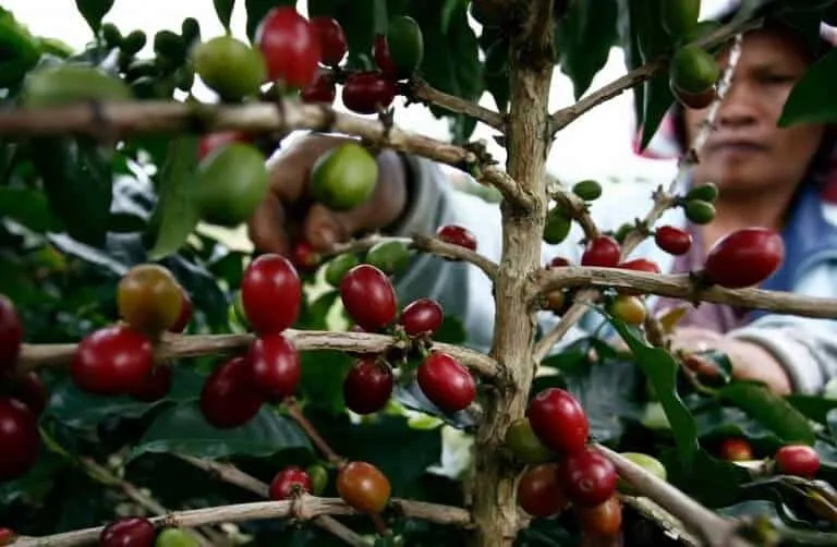 Cây cà phê Moka trưởng thành, thân màu xám nhạt, tán nhỏ