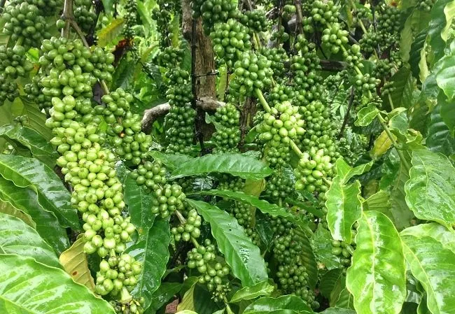 Cây cà phê Robusta khỏe mạnh với cành mang trái trĩu quả, minh họa tiềm năng năng suất của allintitle:cách chọn giống cà phê