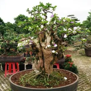 Cây cảnh bonsai dáng độc đáo, tượng trưng cho tính bền vững và tái sử dụng nguyên liệu