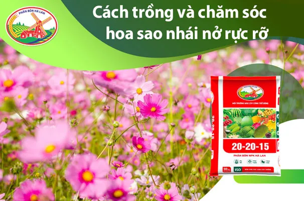 Cây hoa sao nhái đang nở rộ (không liên quan), minh họa nguyên tắc xác định khoảng cách trồng giống cà phê xanh lùn