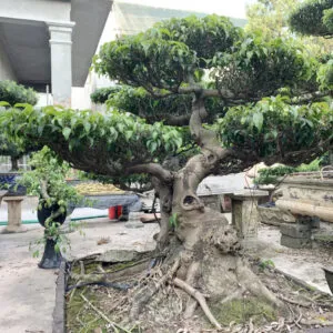 Cây Sanh Nam Điền trong chậu, ví dụ về loại cây cảnh được cải tạo đất bằng bã cà phê