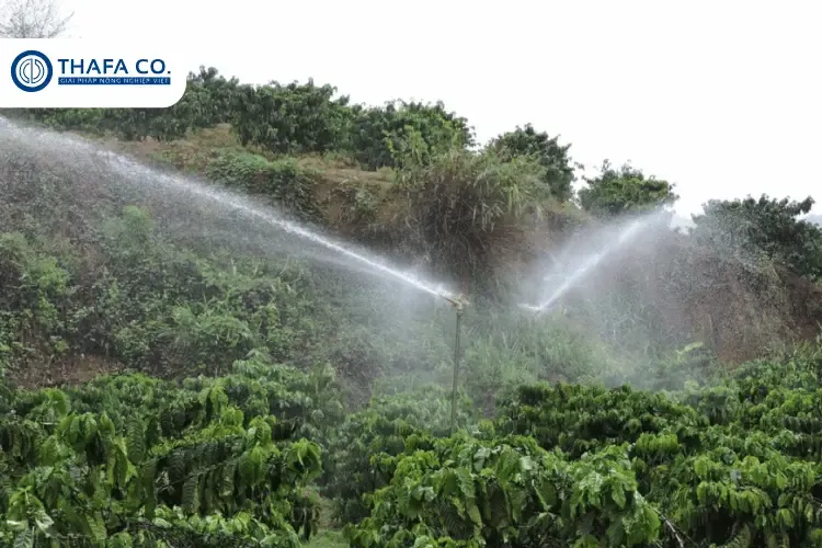 Chăm sóc và tưới tiêu cho cây cà phê xanh lùn