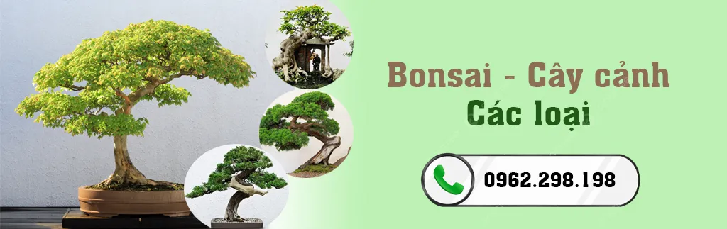 Chậu cây bonsai với lá xanh tốt, minh họa cho kết quả của việc chăm sóc và cải tạo đất đúng cách