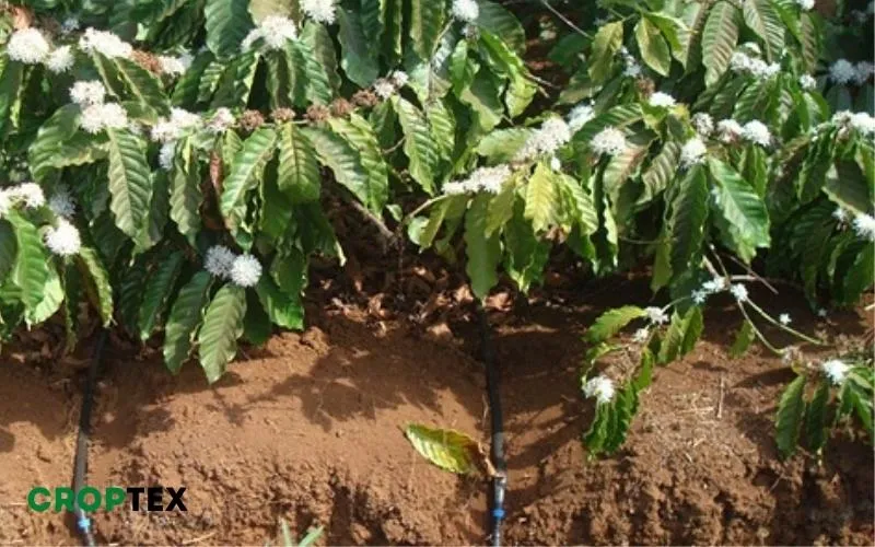 Chuẩn bị đất và cây giống cho quy trình chăm sóc cà phê