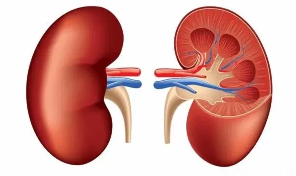 Chức năng của thận