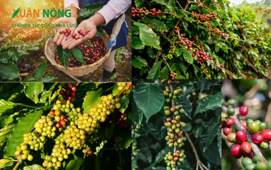 Đặc Điểm Sinh Trưởng Và Tiêu Chuẩn Khoảng Cách Trồng Cà Phê Dây