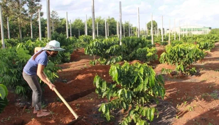 Đào rãnh cây rạch hàng nhằm mục đích thoát nước và ép xanh hữu cơ