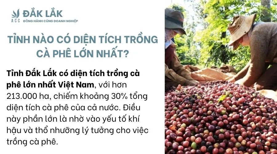 Diện tích và sản lượng cà phê Đắk Lắk quyết định vị thế của Việt Nam