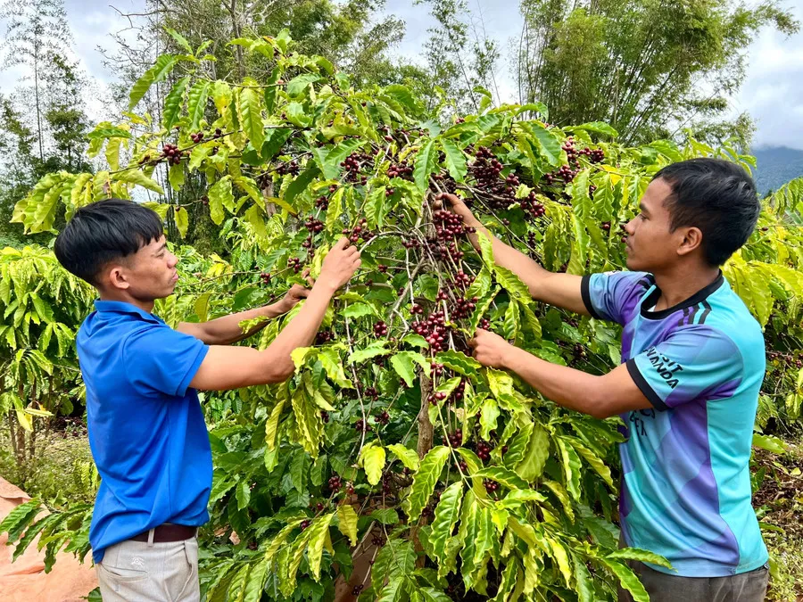 Đoàn viên thanh niên làng Roh áp dụng kỹ thuật hái cà phê trong hoạt động gây quỹ