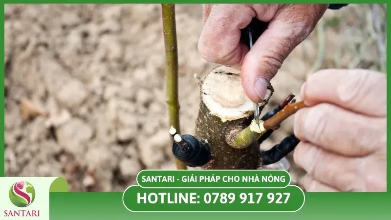 Ghép cây cà phê giúp cây chống chịu sâu bệnh nhờ gốc ghép khỏe