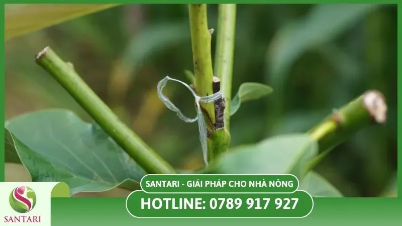 Ghép cây cà phê là kỹ thuật kết hợp cây ghép với gốc ghép khỏe mạnh