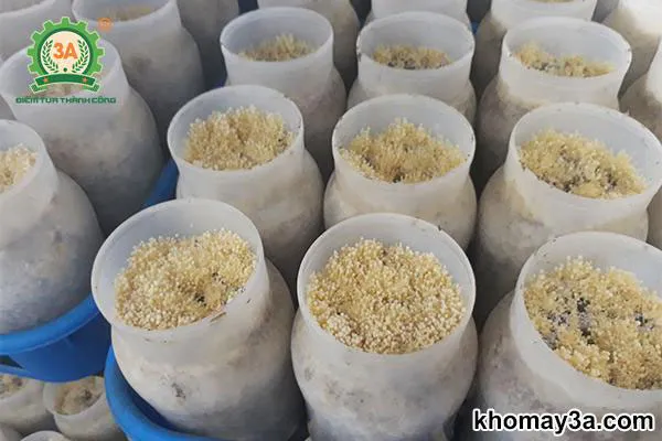 Giá thể phối trộn nguyên liệu trồng nấm bằng bã cà phê