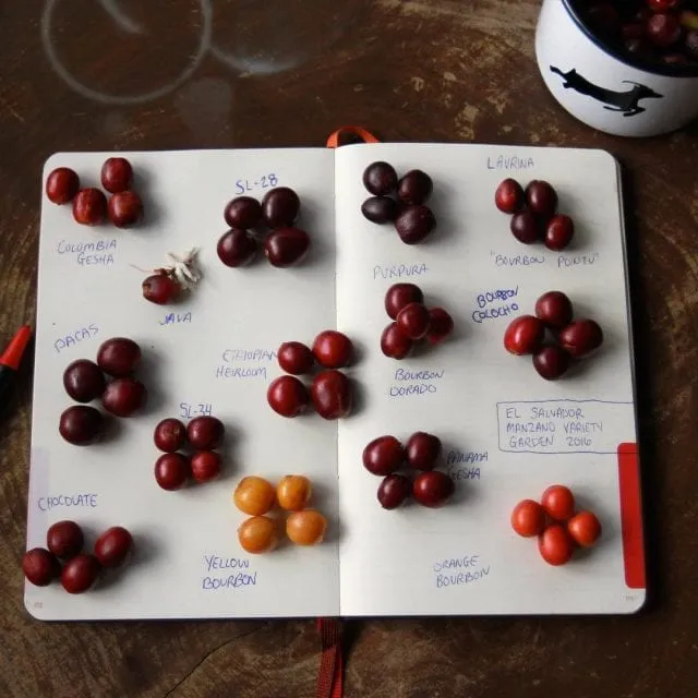 Hạt cà phê Arabica với rãnh giữa cong hình chữ S đặc trưng
