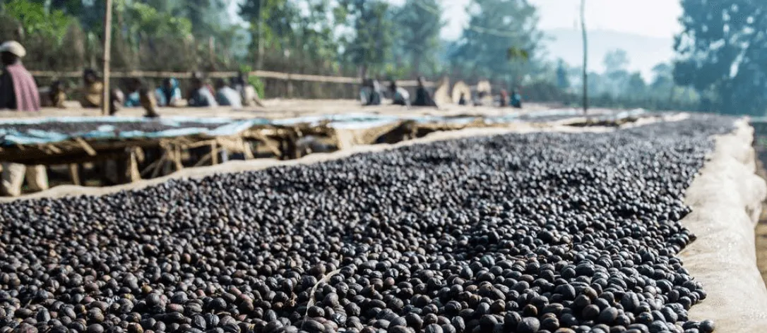 Hạt cà phê được phơi trên luống cao chuyên nghiệp, đảm bảo lưu thông không khí, là một allintitle:cách phơi cà phê nhanh khô hiệu quả