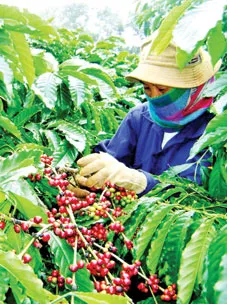Hạt cà phê Robusta chuẩn bị được đóng gói và xuất khẩu, thể hiện vai trò dẫn đầu của Việt Nam