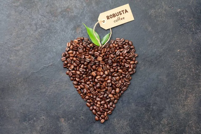 Hạt cà phê Robusta được thu hoạch chọn lọc để đảm bảo độ chín hoàn hảo, là nền tảng cho việc phát triển vị chua thanh lịch.