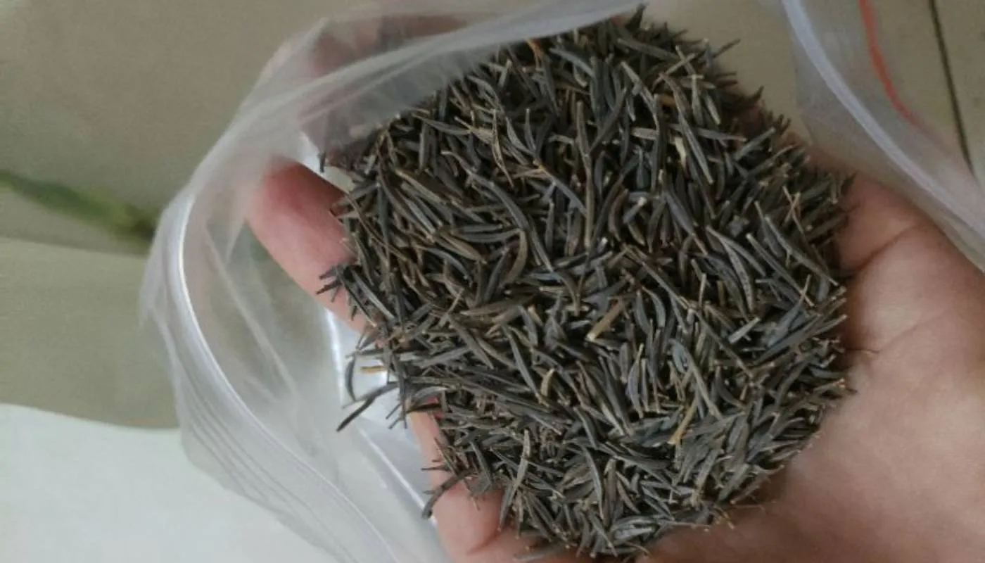 Hạt giống hoa sao nhái (không liên quan), mô tả kỹ thuật cắt tỉa tạo tán cho vườn cà phê xanh lùn