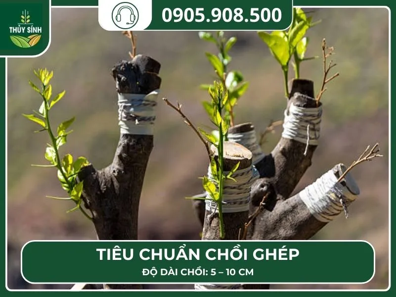 Hình ảnh minh họa các cành và chồi được chọn làm chồi ghép cà phê với các tiêu chí về độ dài và độ non
