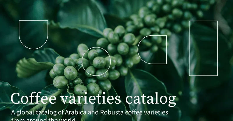 Hình ảnh so sánh các loại hạt cà phê Arabica từ Typica đến Catimor