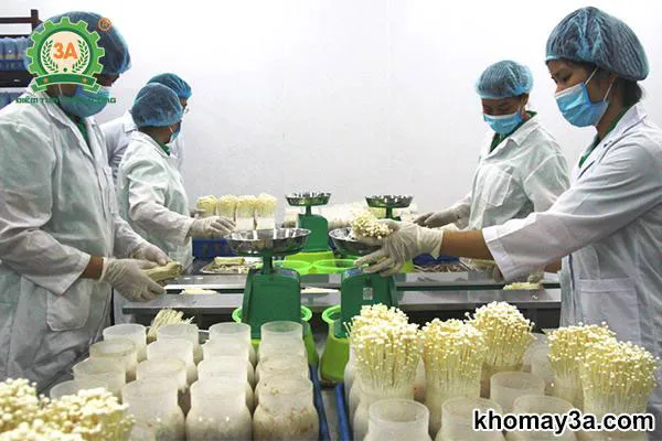 Kết quả trồng nấm kim châm từ bã cà phê sạch