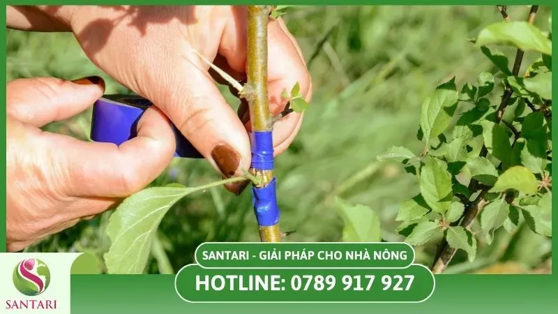 Khó khăn khi ghép cành cần kinh nghiệm và sự chính xác để đạt tỷ lệ thành công cao