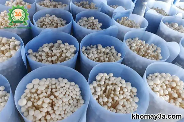 Khu vực ủ túi nuôi sợi nấm kim châm tại nhà