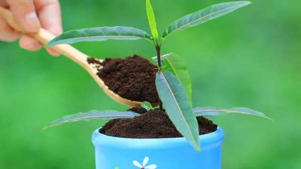 Kiểm soát liều lượng bã cà phê tránh nén chặt đất