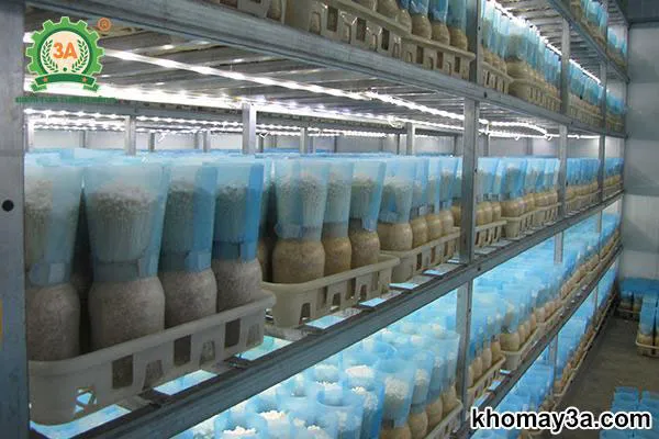 Kiểm tra sợi tơ nấm kim châm phát triển trên bã cà phê