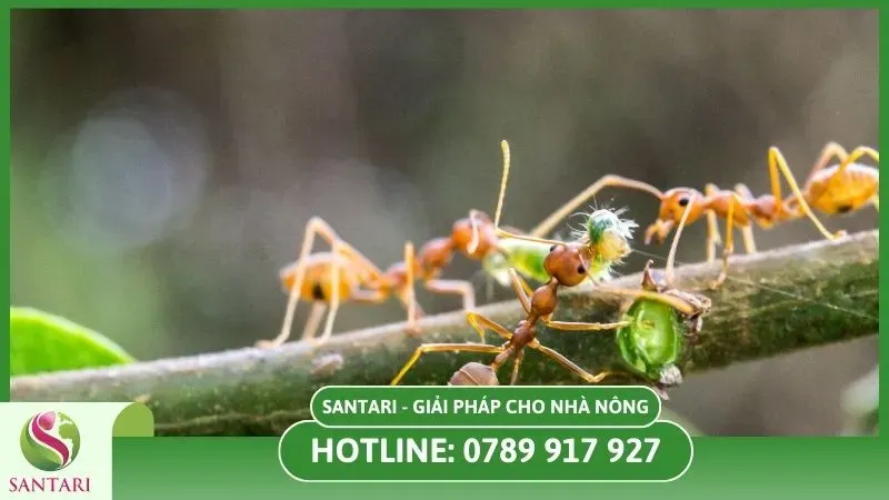 Kiến giúp diệt sâu bọ nhỏ