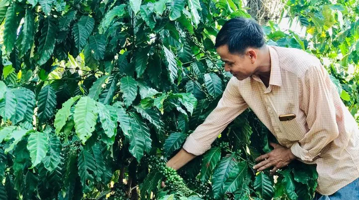 Kỹ thuật thả đọt cà phê đa thân, cách trồng cà phê cho năng suất cao