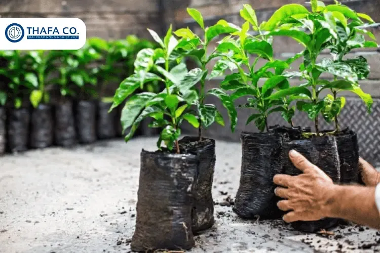 Kỹ thuật trồng và chăm sóc cà phê xanh lùn