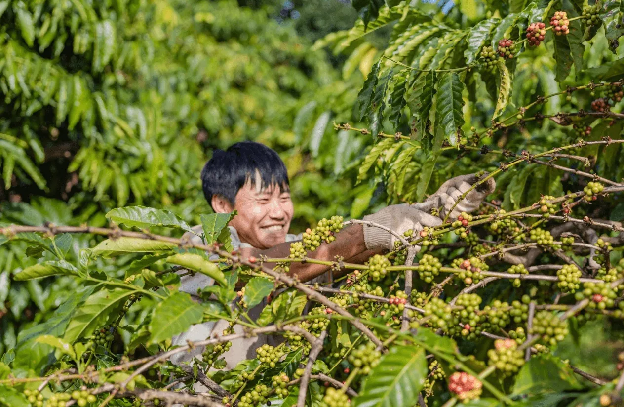 Kỹ thuật viên thực hiện thao tác ghép cành cà phê chuyên nghiệp
