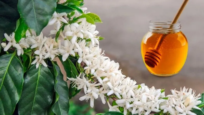 Lọ mật ong hoa cà phê màu vàng cánh dán sánh đặc trưng
