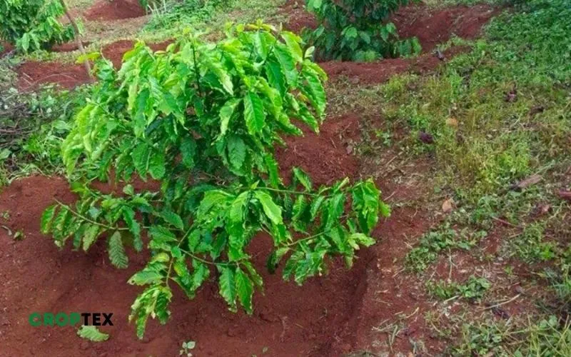 Lợi ích của cách chăm sóc cà phê đúng kỹ thuật giúp cây đạt sản lượng cao